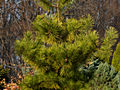 Pinus densiflora Aurea IMG_1793 Sosna gęstokwiatowa